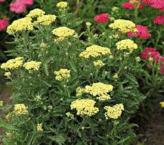 Attēlu rezultāti vaicājumam “Achillea salicifolia leaf”
