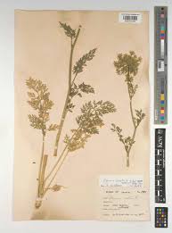 Attēlu rezultāti vaicājumam “Daucus sativus”