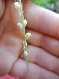 Attēlu rezultāti vaicājumam “Malaxis monophyllos flower”