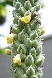 Attēlu rezultāti vaicājumam “Verbascum thapsus bud”