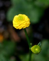 Attēlu rezultāti vaicājumam “Ranunculus cassubicus bud”