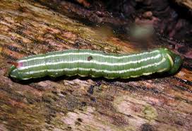 Attēlu rezultāti vaicājumam “Sphinx pinastri larva”