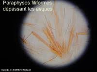 Attēlu rezultāti vaicājumam “Lachnellula willkommii”