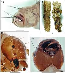 Attēlu rezultāti vaicājumam “Limnephilus larva”
