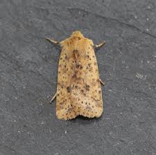 Attēlu rezultāti vaicājumam “Conistra rubiginea”