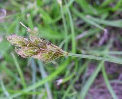 Attēlu rezultāti vaicājumam “Carex leporina”