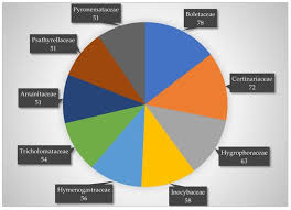 Attēlu rezultāti vaicājumam “Hymenoscyphus fructigenus var. coryli”