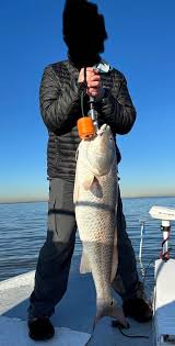 Image result for Sciaenops ocellatus