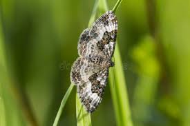 Attēlu rezultāti vaicājumam “Epirrhoe alternata”