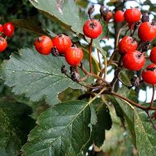 Attēlu rezultāti vaicājumam “Sorbus intermedia”