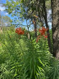 Attēlu rezultāti vaicājumam “Lilium lancifolium flower”