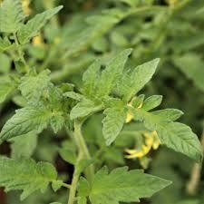 Afbeeldingsresultaat voor black sea man tomato