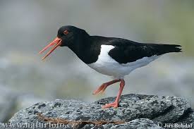 Attēlu rezultāti vaicājumam “Haematopus ostralegus”
