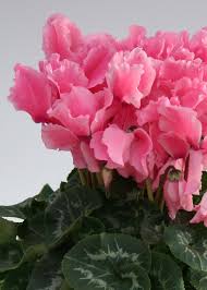 Image result for Cyclamen persicum