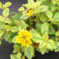 Attēlu rezultāti vaicājumam “Lysimachia”