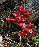 Attēlu rezultāti vaicājumam “Exobasidium splendidum”