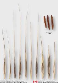 Attēlu rezultāti vaicājumam “Diderma roanense stalked”