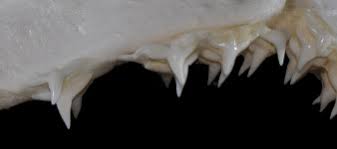 Image result for Squatina dumeril