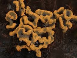 Attēlu rezultāti vaicājumam “Physarum obscurum spores”