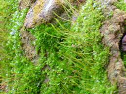 Attēlu rezultāti vaicājumam “Aloina rigida sporophyte”