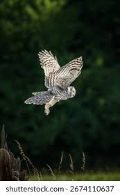 Attēlu rezultāti vaicājumam “Strix uralensis adult”