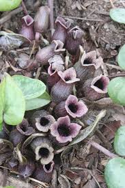 Attēlu rezultāti vaicājumam “Asarum europaeum flower”
