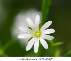 Attēlu rezultāti vaicājumam “Stellaria alsine”