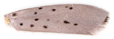 Attēlu rezultāti vaicājumam “Yponomeuta malinellus / cagnagella imago”