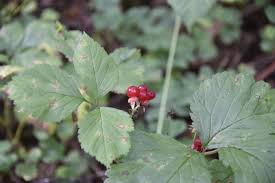 Attēlu rezultāti vaicājumam “Rubus saxatilis fruit”