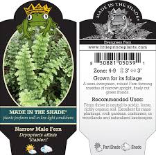 Attēlu rezultāti vaicājumam “Dryopteris affinis”