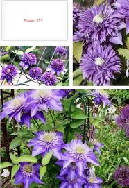 Image result for clematis multi blue