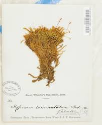 Attēlu rezultāti vaicājumam “Palustriella decipiens”