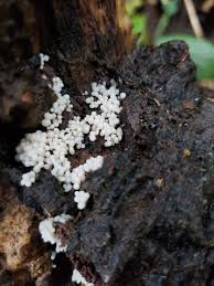 Attēlu rezultāti vaicājumam “Arcyria globosa stalked”