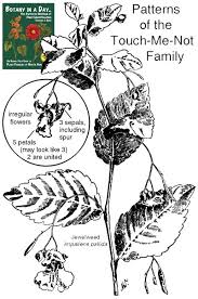Attēlu rezultāti vaicājumam “Balsaminaceae”