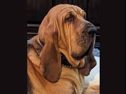 Image result for Carlisle BloodHounds