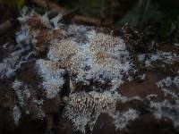 Attēlu rezultāti vaicājumam “Hydnocristella himantia”