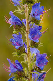 Attēlu rezultāti vaicājumam “Echium vulgare flower”