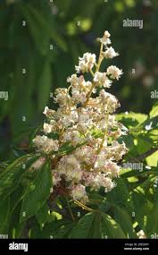 Attēlu rezultāti vaicājumam “Aesculus x neglecta flower”
