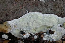 Attēlu rezultāti vaicājumam “Gloeoporus pannocinctus”