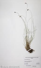 Attēlu rezultāti vaicājumam “Carex davalliana”