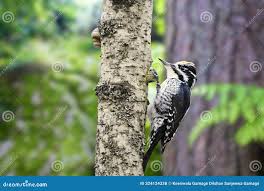 Attēlu rezultāti vaicājumam “Picoides tridactylus adult”