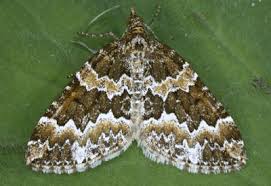 Attēlu rezultāti vaicājumam “Electrophaes corylata”