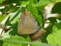 Attēlu rezultāti vaicājumam “Satyrium ilicis underside”