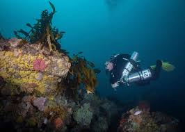 Image result for Diveline