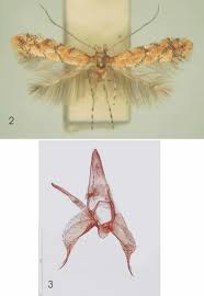 Attēlu rezultāti vaicājumam “Phyllonorycter sp.”