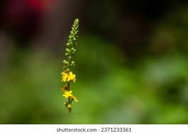 Attēlu rezultāti vaicājumam “Agrimonia pilosa flower”