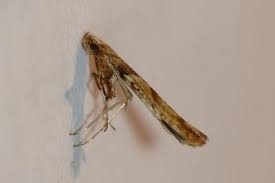 Attēlu rezultāti vaicājumam “Caloptilia hemidactylella”