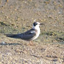 Attēlu rezultāti vaicājumam “Chlidonias niger eggs”
