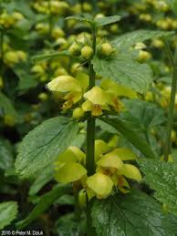 Attēlu rezultāti vaicājumam “Lamiastrum galeobdolon flower”