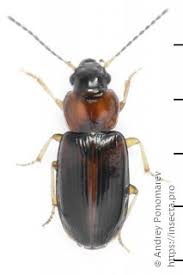 Attēlu rezultāti vaicājumam “Acupalpus flavicollis”